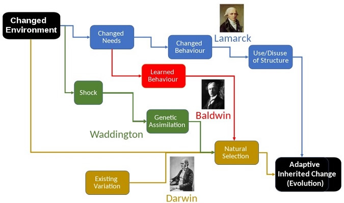 Image: Lamarck_Compared_to_Darwin,_Baldwin,_Waddington